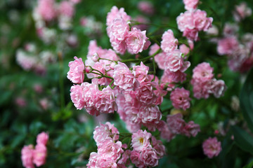 Lush flowering of a pink hybrid rose "The Fairy" in a summer garden.
