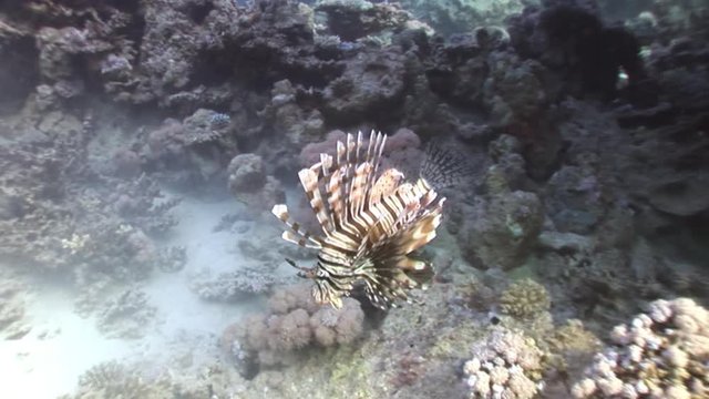 Common lionfish Pterois volitans hunts for fish in Red sea. Sharp fins. Relax underwater video about devourer of marine inhabitants.