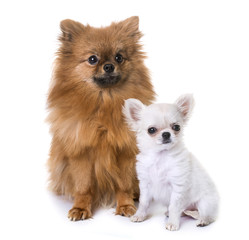 puppy chihuahua and pomeranian