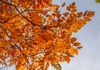 Branch with orange leaves against the blue sky. Autumn leaves.