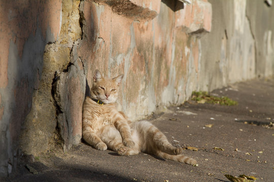 Red-headed cat warms himself in the sun under the wall of the house. A cat is at the wall of the house.