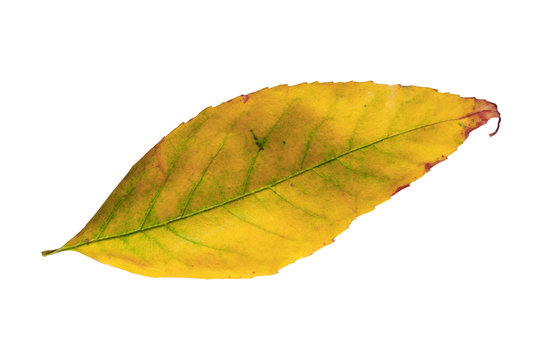 Yellow leaf isolated from golden decorative autumn leaf