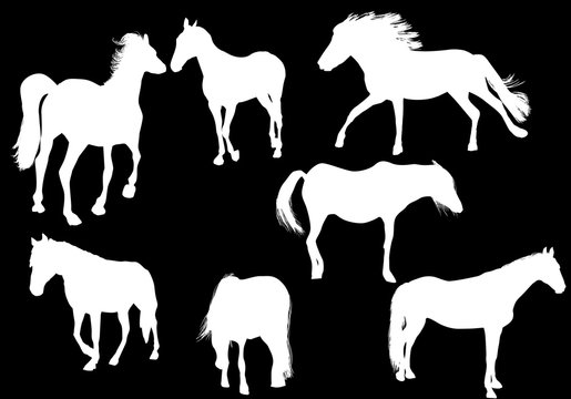 seven horse silhouettes isolated on black