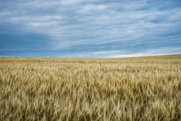 Campo di grano al vento