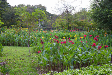 Landscaping lawn design.