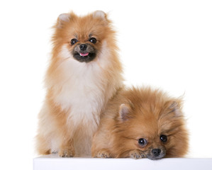 Fototapeta premium pomeranian spitz in studio