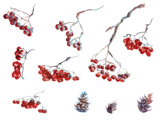 Collection of watercolor hand drawing winter rowanberry leaves