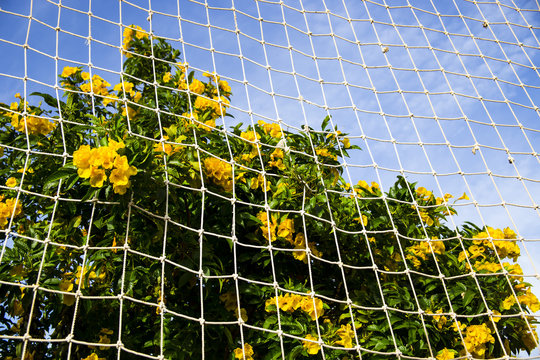 Yellow tekoma with green branches against the blue sky in front of the white grid of the sports field. Natural geometric background
