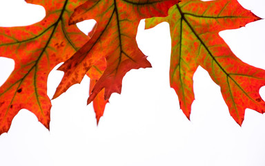  Red maple autumn leaves background.