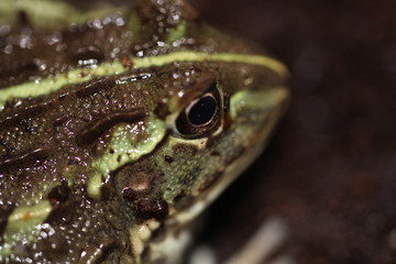 Pyxicephalus adspersus