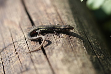 Bébé Lézard des murailles