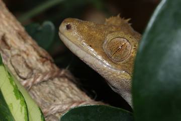 Gecko &agrave; Crete