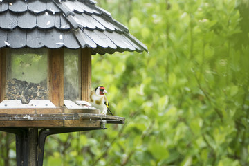 bird at the feeder