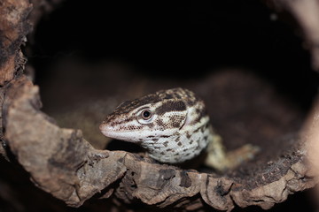 Varan à queue épineuse