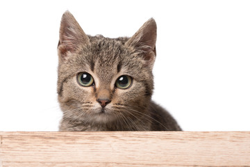 Gray cat in the wooden box