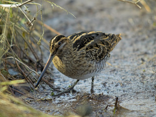 Common Snipe (Gallinago gallinago)