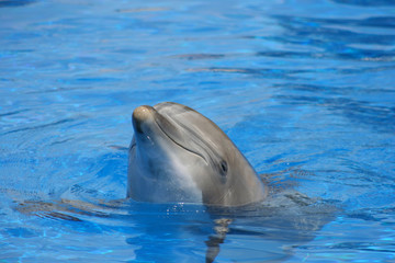 Naklejka premium Tête de dauphin hors de l'eau