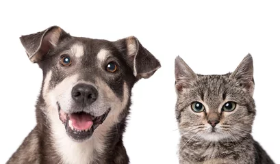 Fototapeten Katze und Hund zusammen isoliert auf weiss © SasaStock