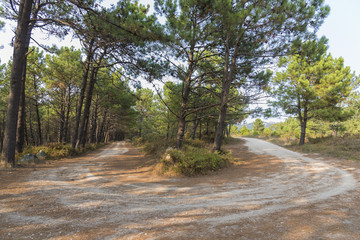 Obraz premium Sendero en Cabo Home (Cangas de Morrazo, Pontevedra - España).