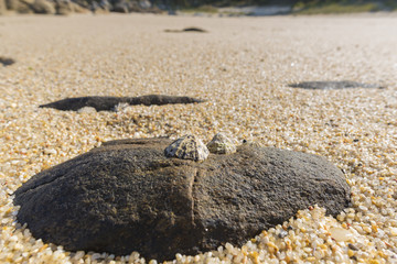 Lapas en una roca en la playa.