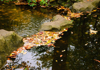 Colorful leaves in creek. Autumn in forest.