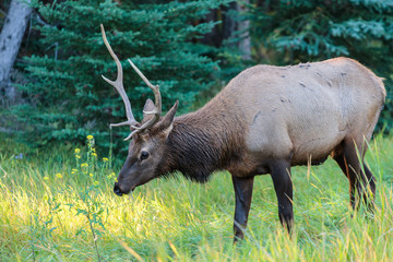 Wild Elk in Banff Canada
