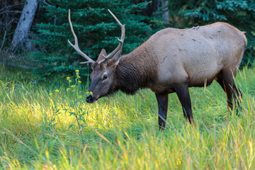 Fototapeta premium Wild Elk in Banff Canada
