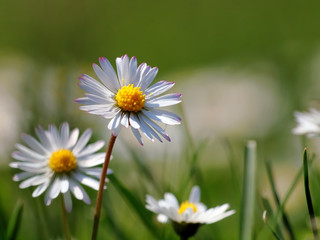 G&auml;nsebl&uuml;mchen
