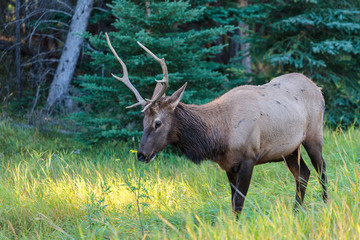 Naklejka na ściany i meble Wild Elk in Banff Canada