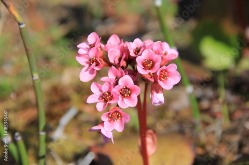 ヒマラヤユキノシタの花部分 宮城県 Wall Mural Wallpaper Murals Misumaru51shingo