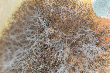 Close up, macro photography of mold on moldy food