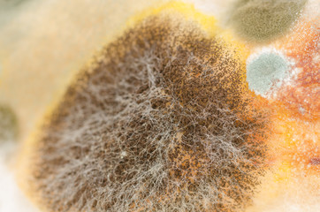 Close up, macro photography of mold on moldy food