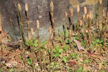 春の風景/石の近くにたくさん生えたツクシ(宮城県)