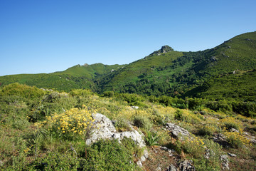 Fototapeta na wymiar Plants and mediterranean flora in Castagniccia mountain