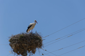 Migratory birds nesting on electric pole, stork, in the spring. Kutahya in Turkey