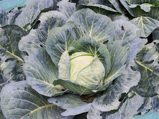 Fototapeta na wymiar Organic cabbage in the farm