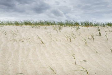 Strandhafer im Wind.