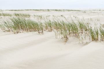 Strandhafer im Wind.