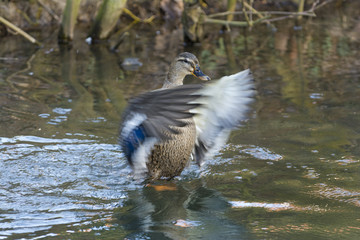 Stockente (Anas platyrhynchos), bei der Gefiederpflege, Flügelschlag.