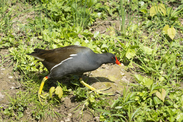 Die Teichralle (Gallinula chloropus) am Ufer eines Bachs