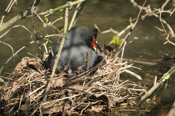 Die Teichralle ( Gallinula chloropus )