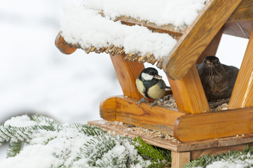 Winterfütterung an einem Vogelhaus, Kohlmeise, Amsel.