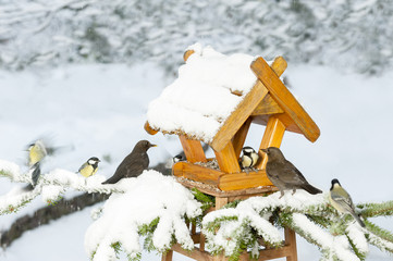 Winterfütterung an einem Vogelhaus, Meisen, Kohlmeisen, Amsel