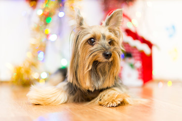 A dog breed Yorkshire terrier on a background of Christmas garlands