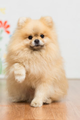 Fototapeta na wymiar Dog of the breed of Pomeranian spitz of red color sits on the floor raising his paw