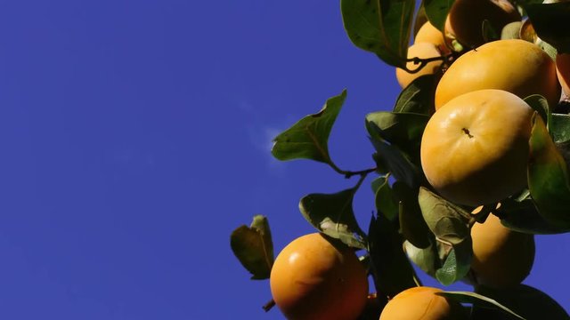 Timelapse view of a sweet persimmon in autumn