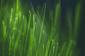 fresh green wheat after rain 