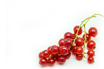 Brush red currant isolated on a white background. Red currant is