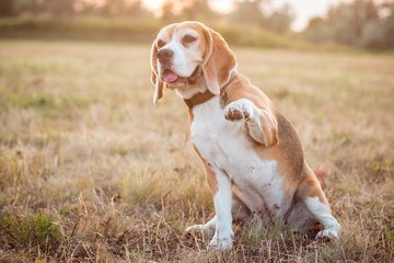 a beagle dog gives a paw