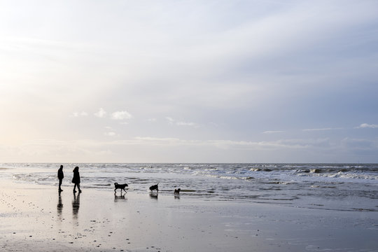 people and dogs stroll on north sea beach in dutch province of north holland on winter day